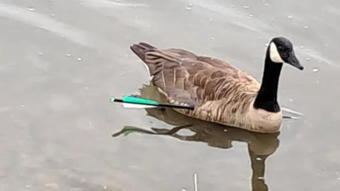 oie bernache flèche écluzelles