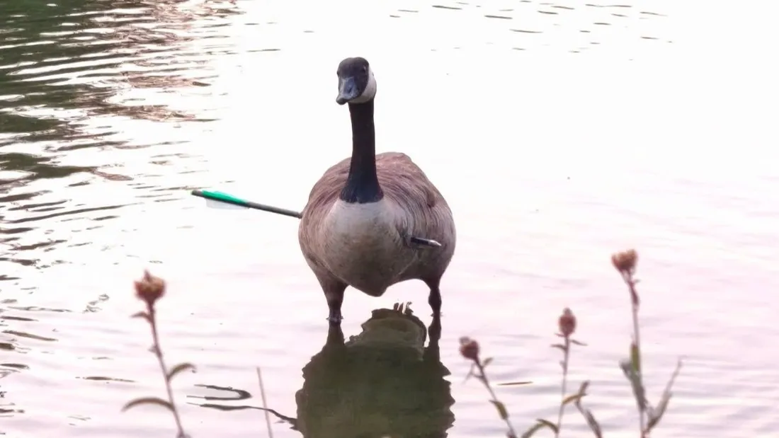 oie flèche écluzelles