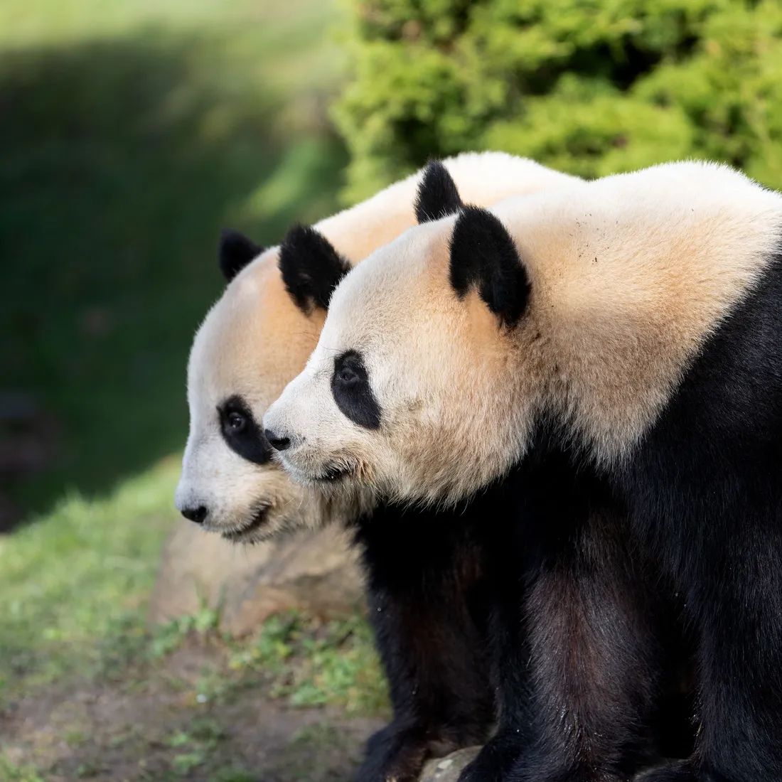 pandas beauval