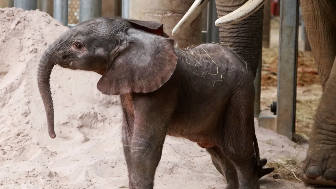 Elephanteau, ZooParc de Beauval