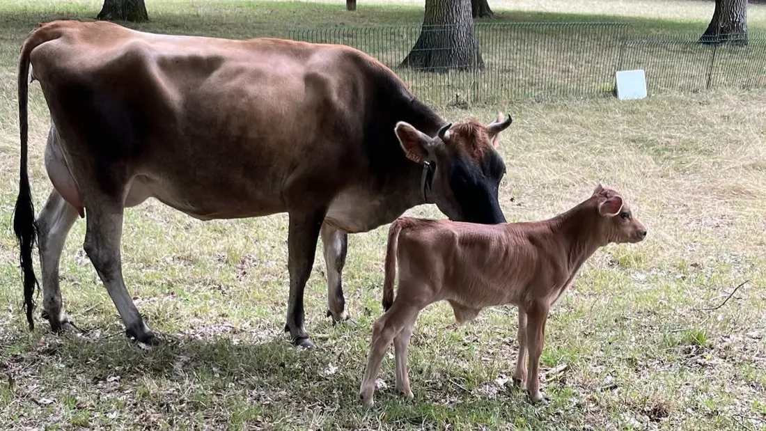 Archy / vache jersiaise / Parc de épinettes / Champhol