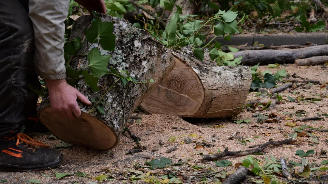 arbres tombés coupés