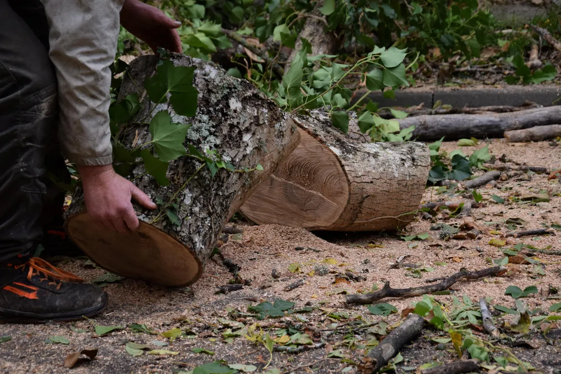 arbres tombés coupés