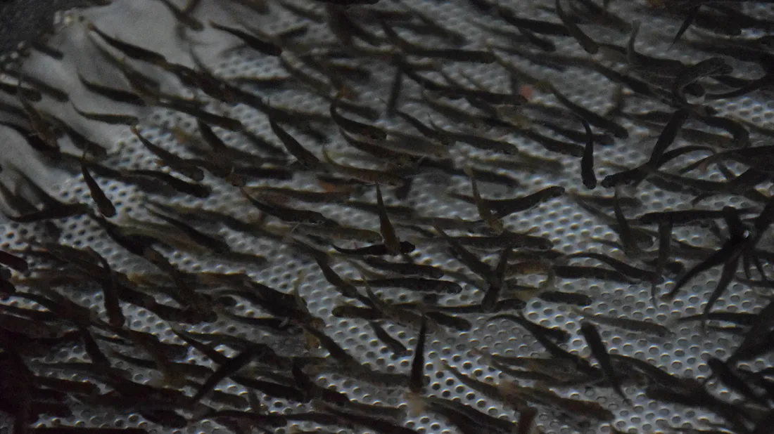 ALEVINS SAUMONS CHARTRES