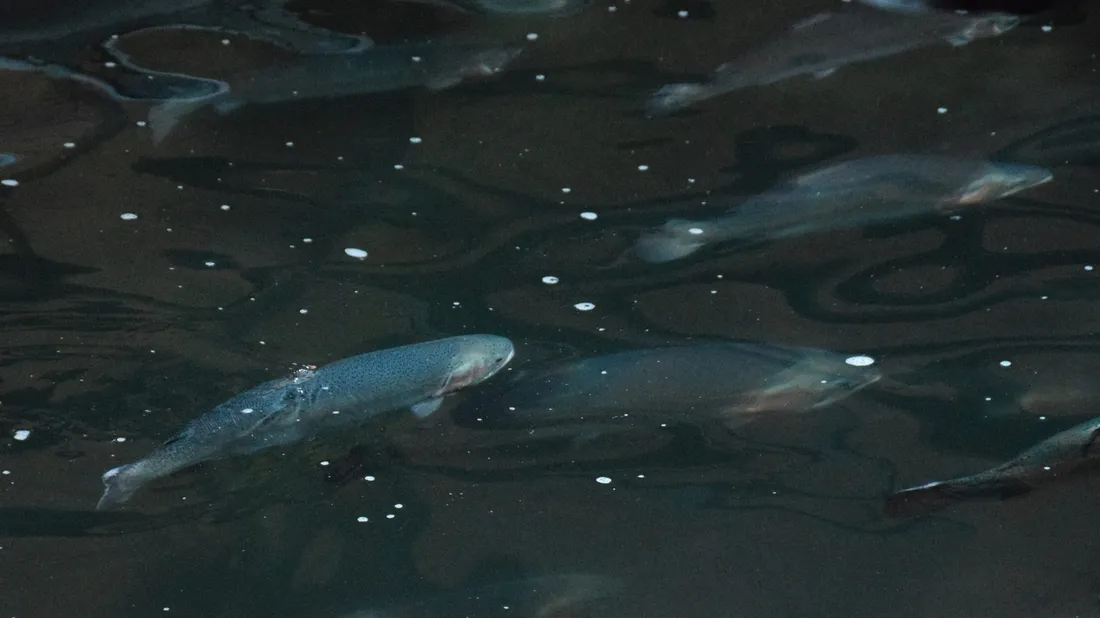 truite saumon chartres