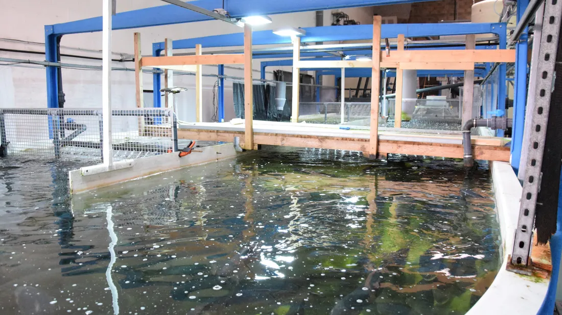 bassin saumon chartres