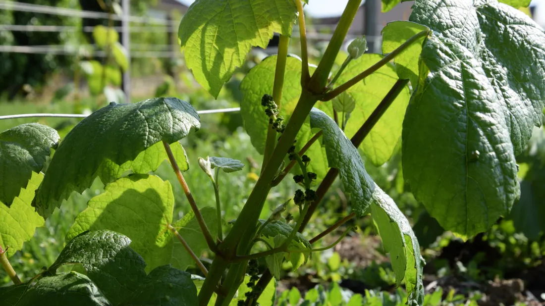 vigne raisins feuille