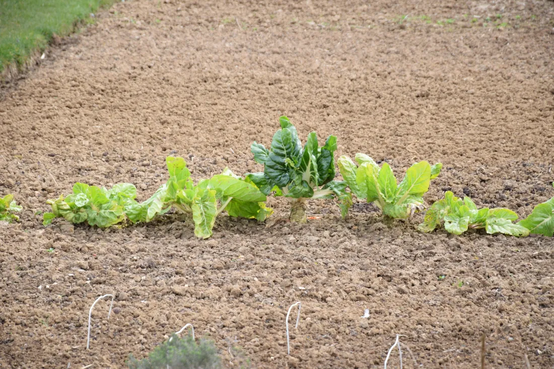 jardins familiaux chateaudun choux