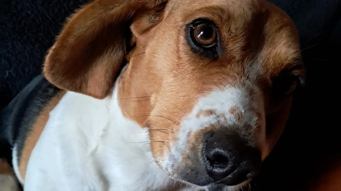 chien abandon / SPA / animaux