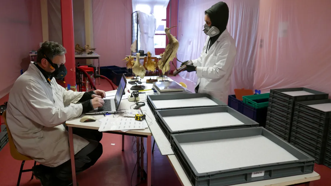 collection taxidermie en péril / musée Chateaudun