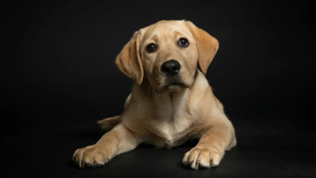 Salon du bien-être animal édition Labrador (Châteaudun, 2026)