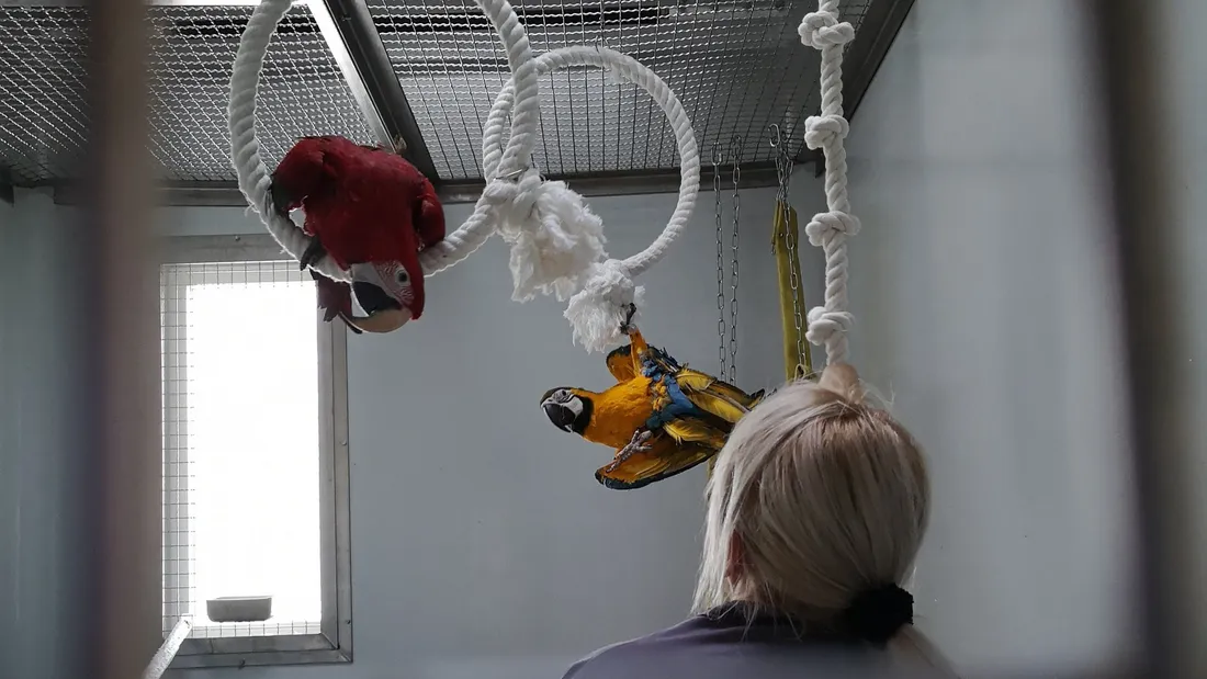 la taniere perroquet