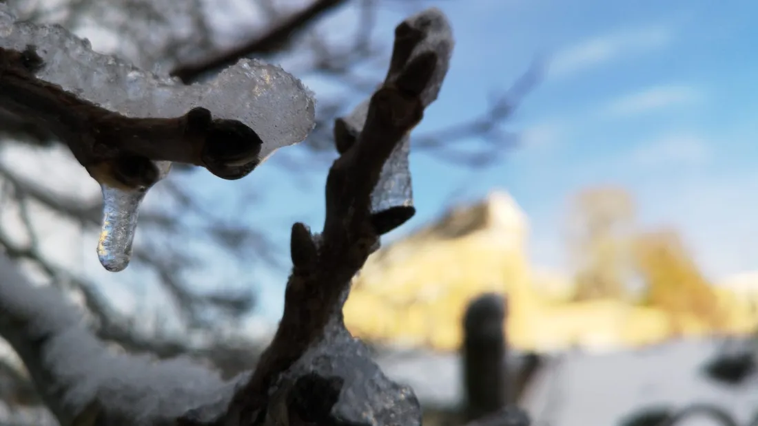 gel givre branche arbre gelée