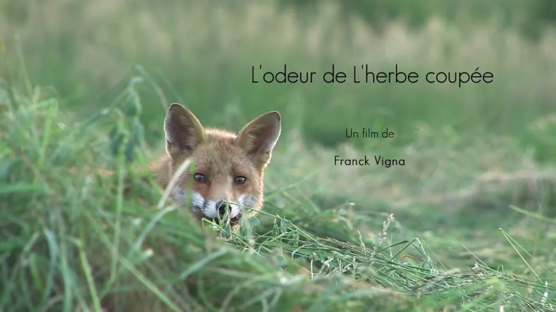 L'odeur de l'herbe coupée 