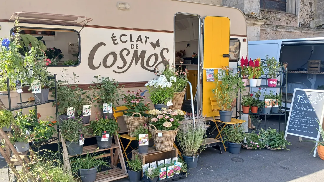 fleuriste ambulante / éclat de cosmos