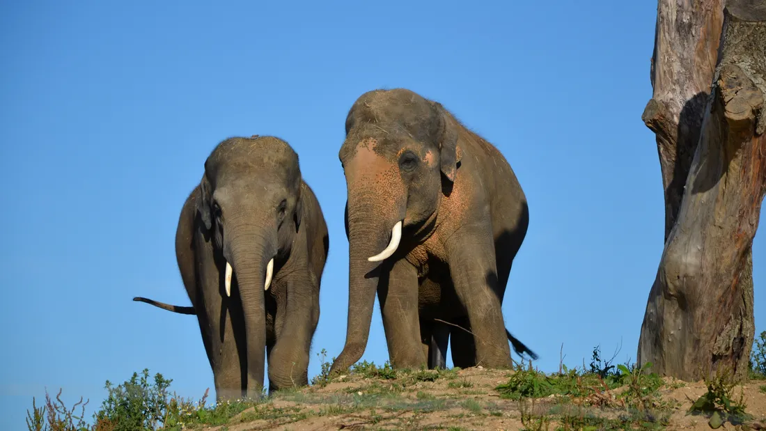 visite été zoo refuge / La Tanière 