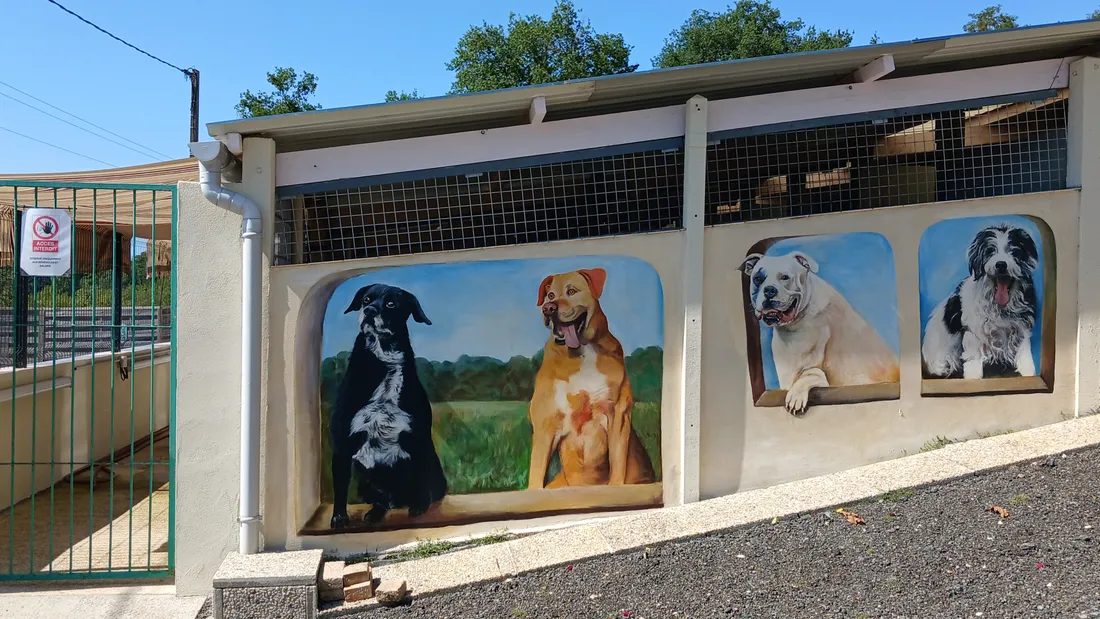 refuge ASPAD / chien / animaux / abandon