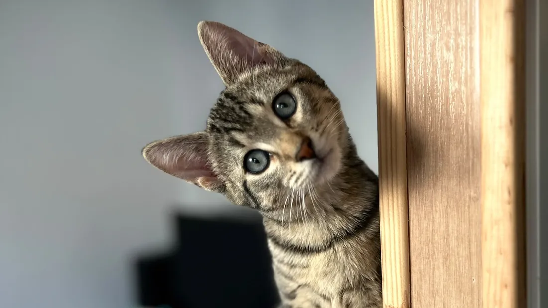 Chats Mail
