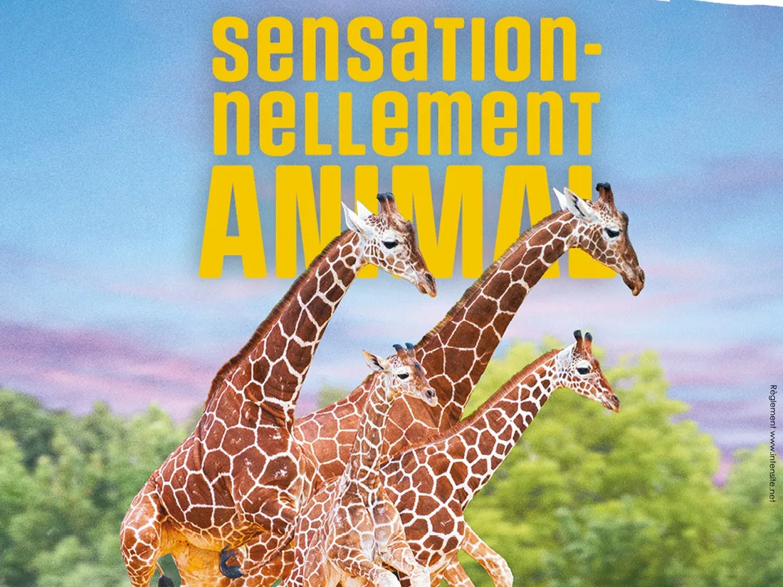 Beauval jeu