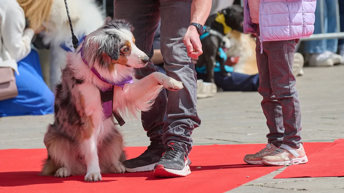 Journée de l'animal à Chartres