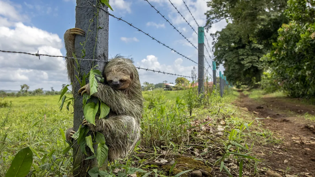 paresseux Wildlife Photographer of the Year 