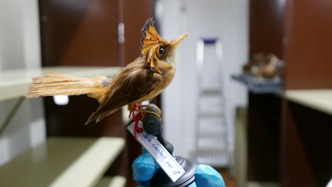 collection taxidermie en péril / musée Chateaudun