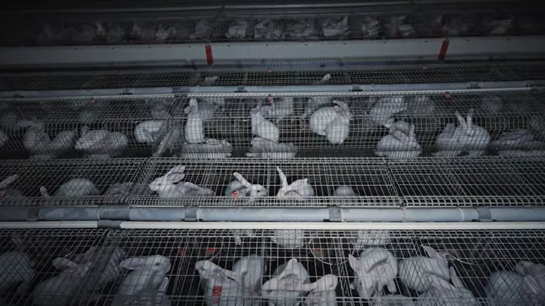 élevage intensif L214