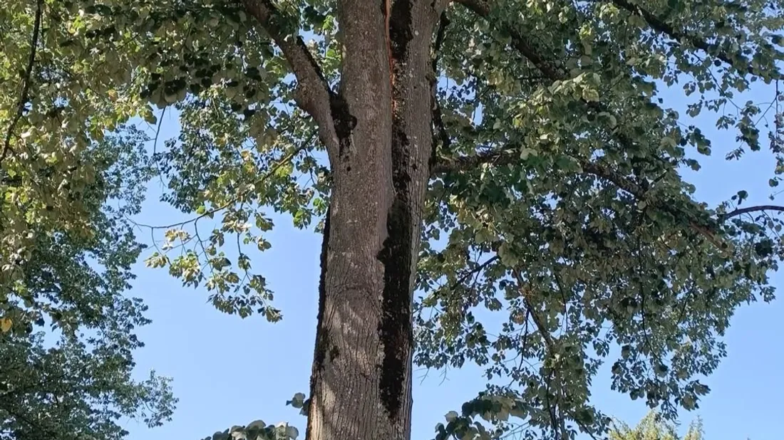 arbre fendu