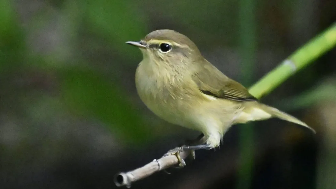 Un pouillot véloce © Observatoire des oiseaux de Louville-la-Chenard