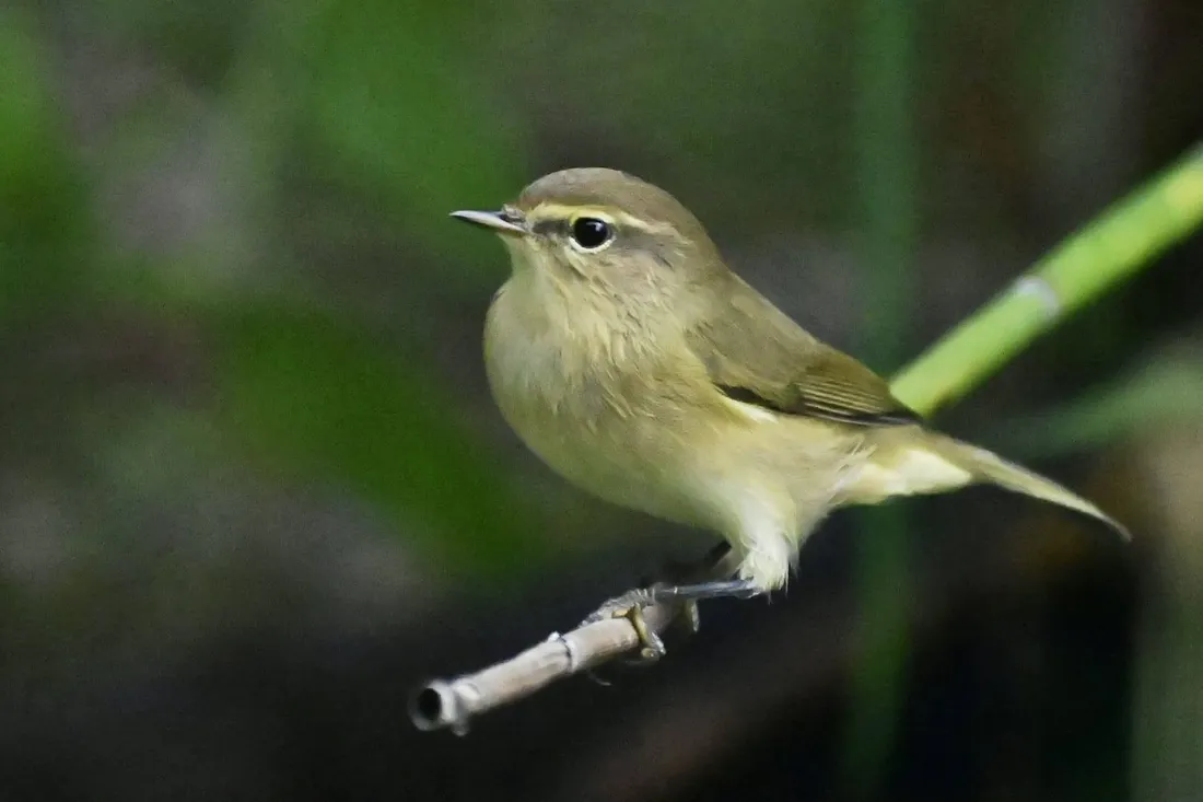 Un pouillot véloce © Observatoire des oiseaux de Louville-la-Chenard