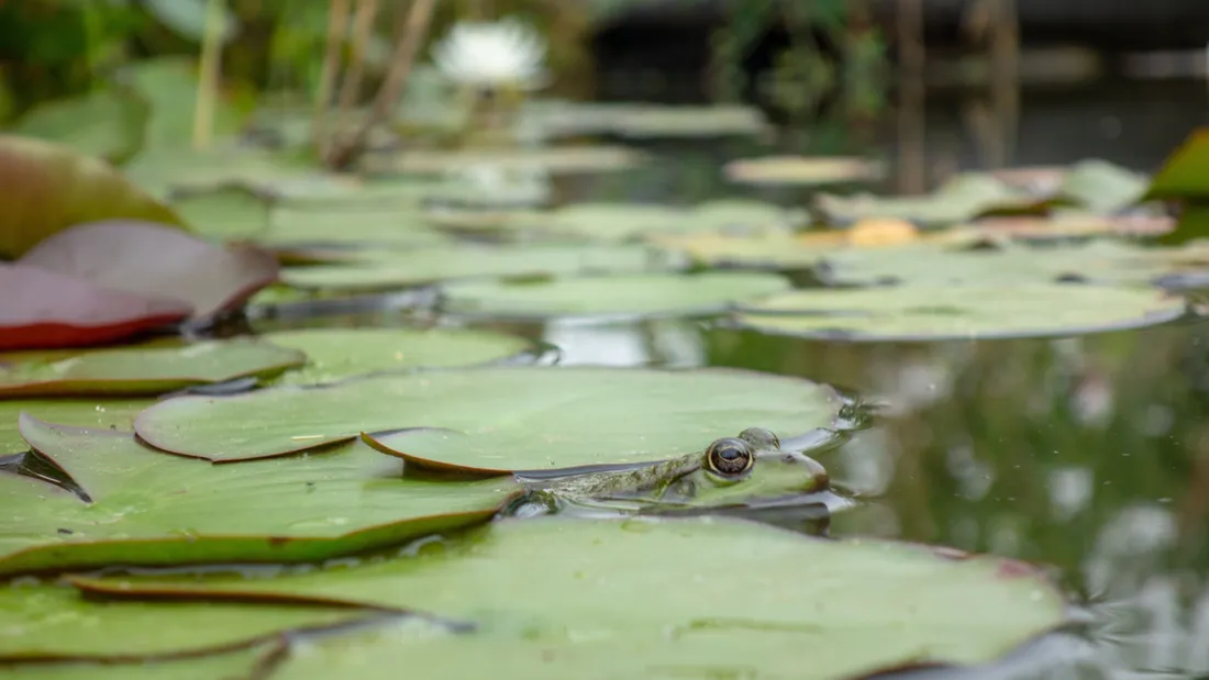 grenouille /mare / plan d'eau naturel 