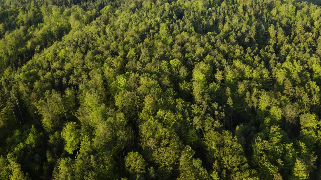 forêt vue aérienne