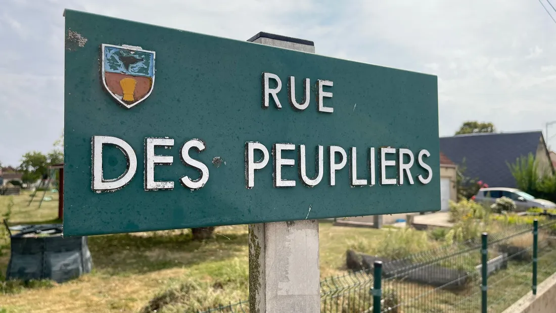 tremblay, rues, arbres