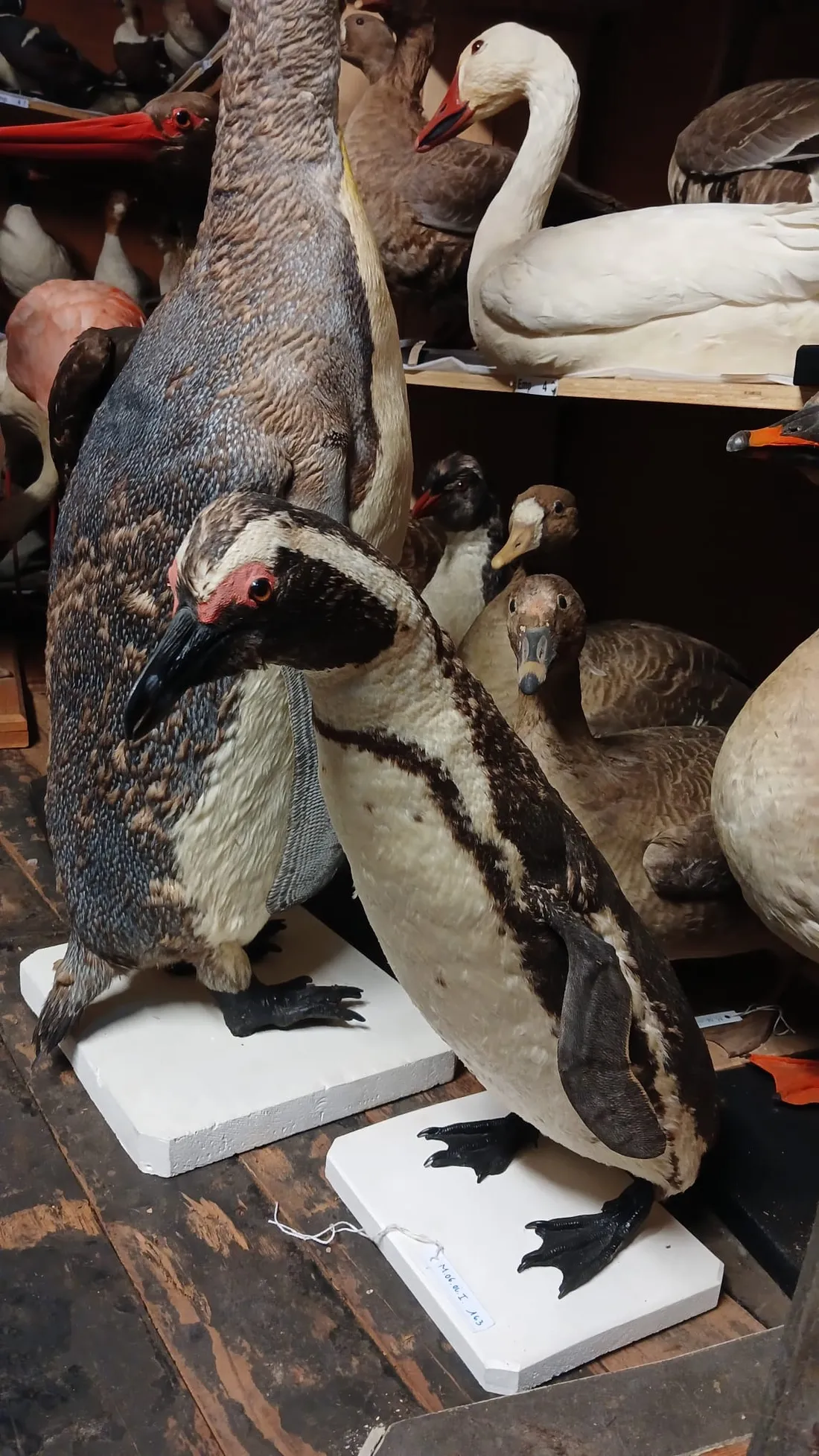 manchot du Cap / collection musée Châteaudun / arsenic