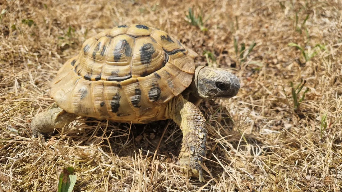 Tortue Hermann Boettgeri retrouvée à Chartres