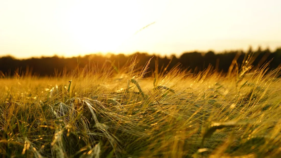 champ orge, incendie