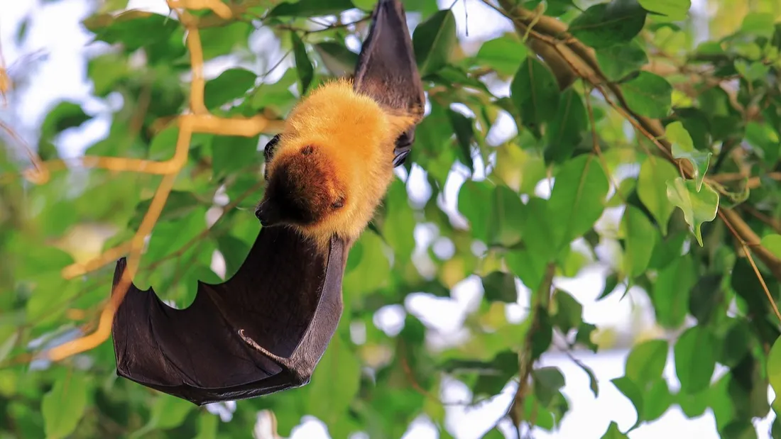 Chauve-Souris / Illustration © Image libre de droits / Pixabay 