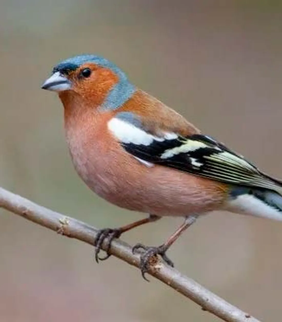 oiseaux de nos jardins