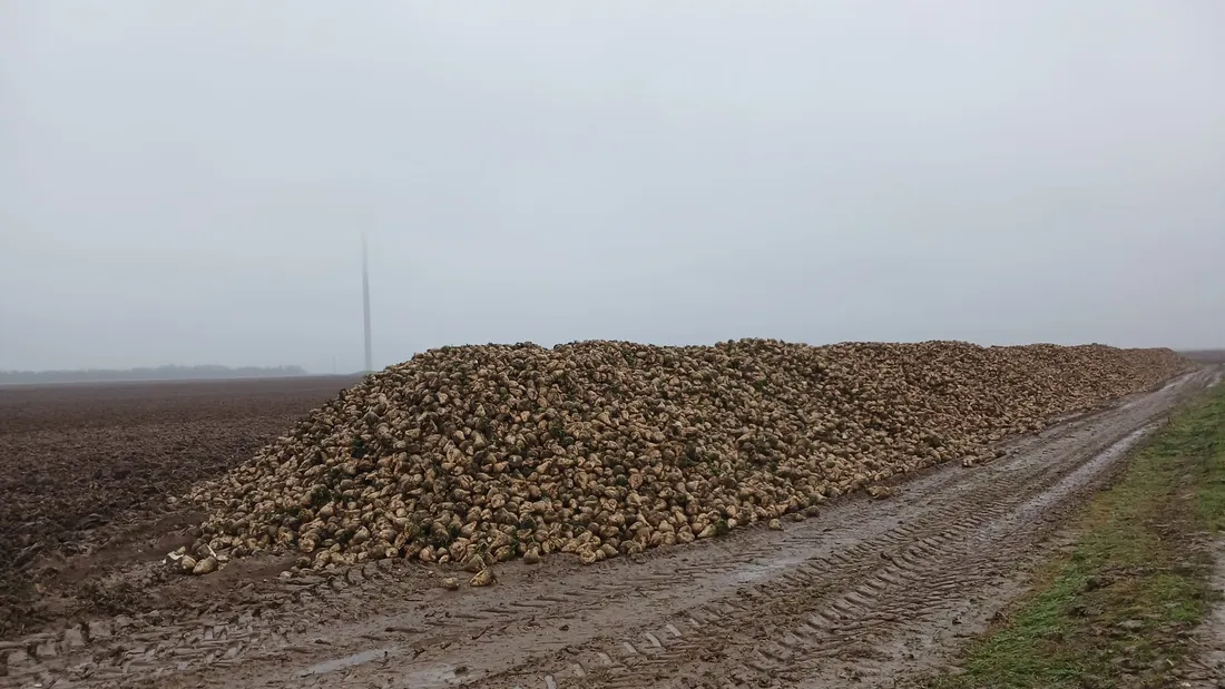 betteraviers / loi Duplomb / acétamipride / agriculture