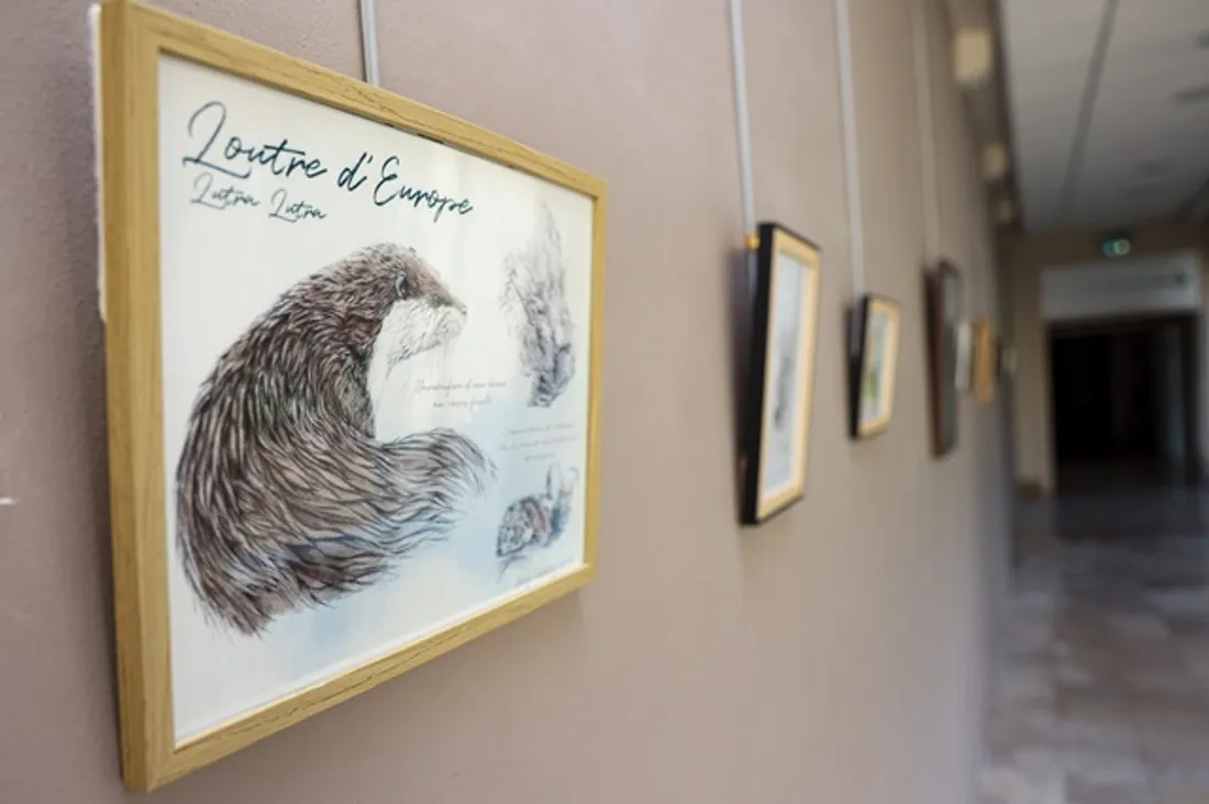 BLOIS (41) - Exposition : La faune de Sologne