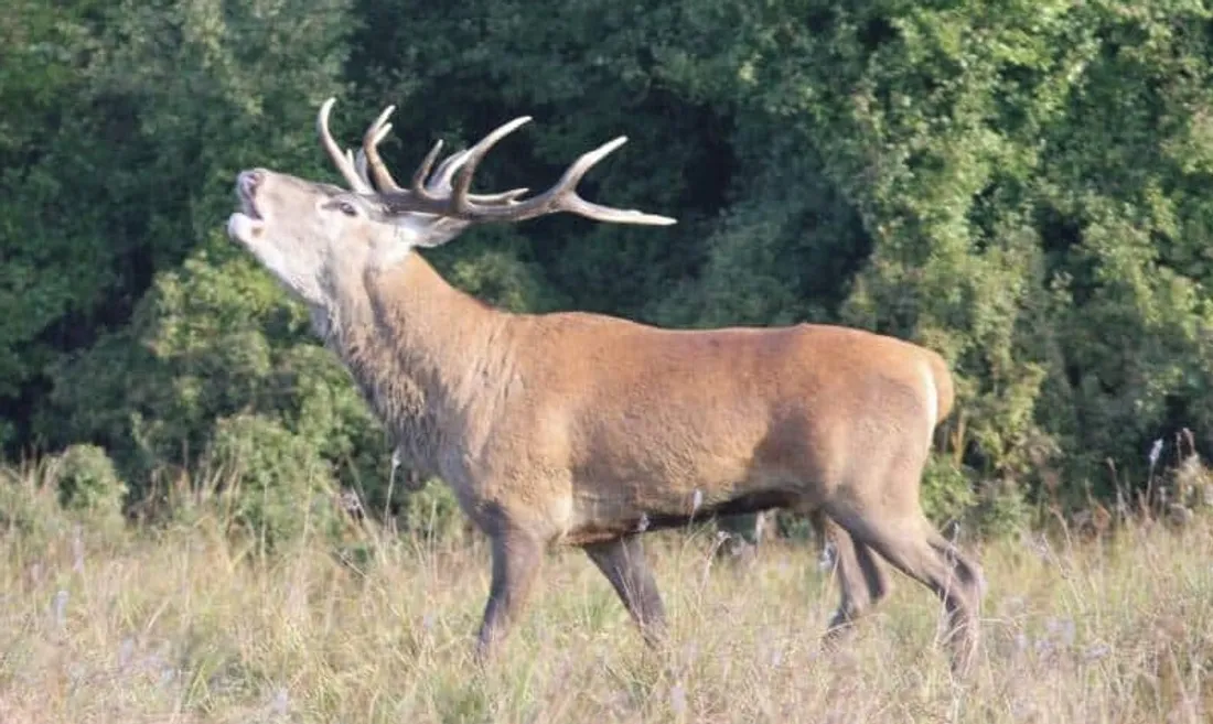 Brame du cerf
