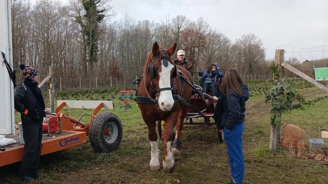 Vous pouvez choisir votre sapin de Noël, à Maillebois, avec les Sapins du Thymerais 