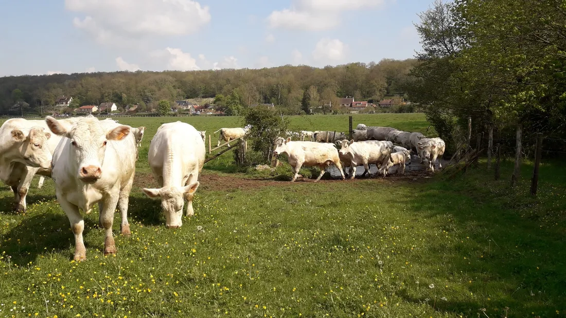 vache charolaise blanchet