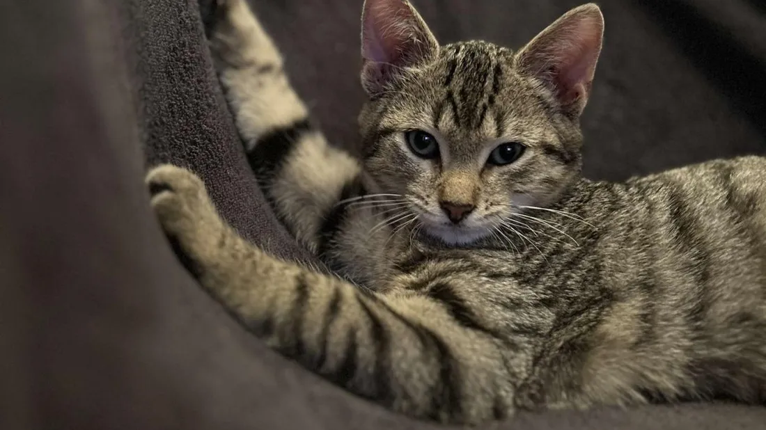 chats errants, jallans, chats