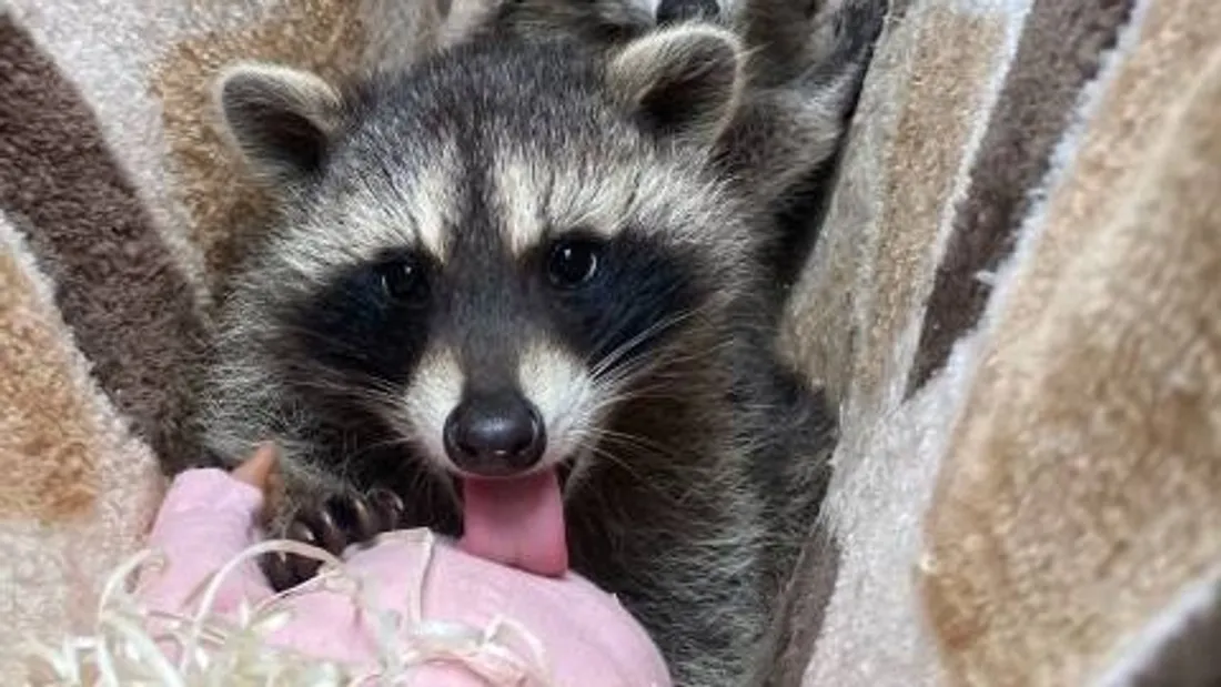 La Tanière - Zoo refuge