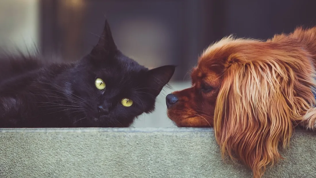 Chat et Chien ©Pixabay