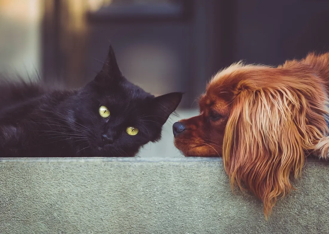 Chat et Chien ©Pixabay