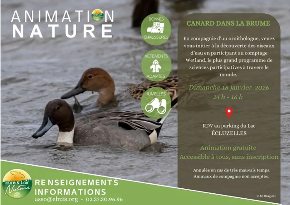 ÉCLUZELLES - Canard dans la brume