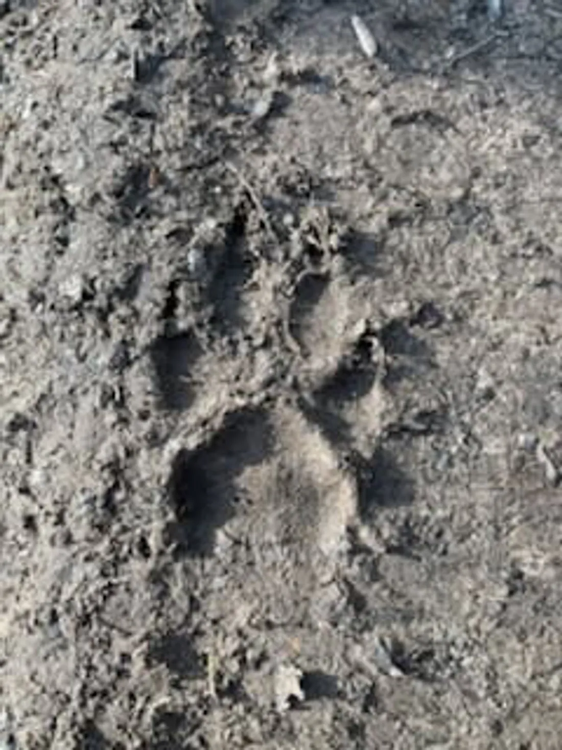 Empreinte de loup au Mesnil-Simon