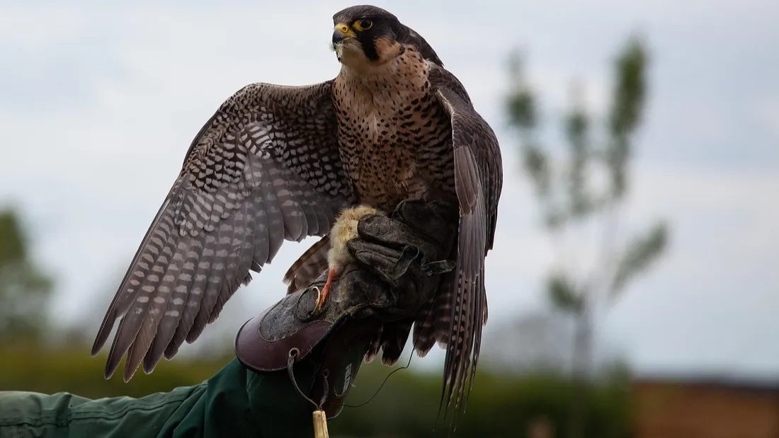 Spectacle de rapaces